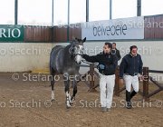 Berlin dei Folletti TosTour2013- S5 3002 : Arezzo, Arezzo Equestrian Centre, Berlin dei Folletti, Cavalli d'Italia, Toscana Tour 2013, foto di Stefano Secchi ©